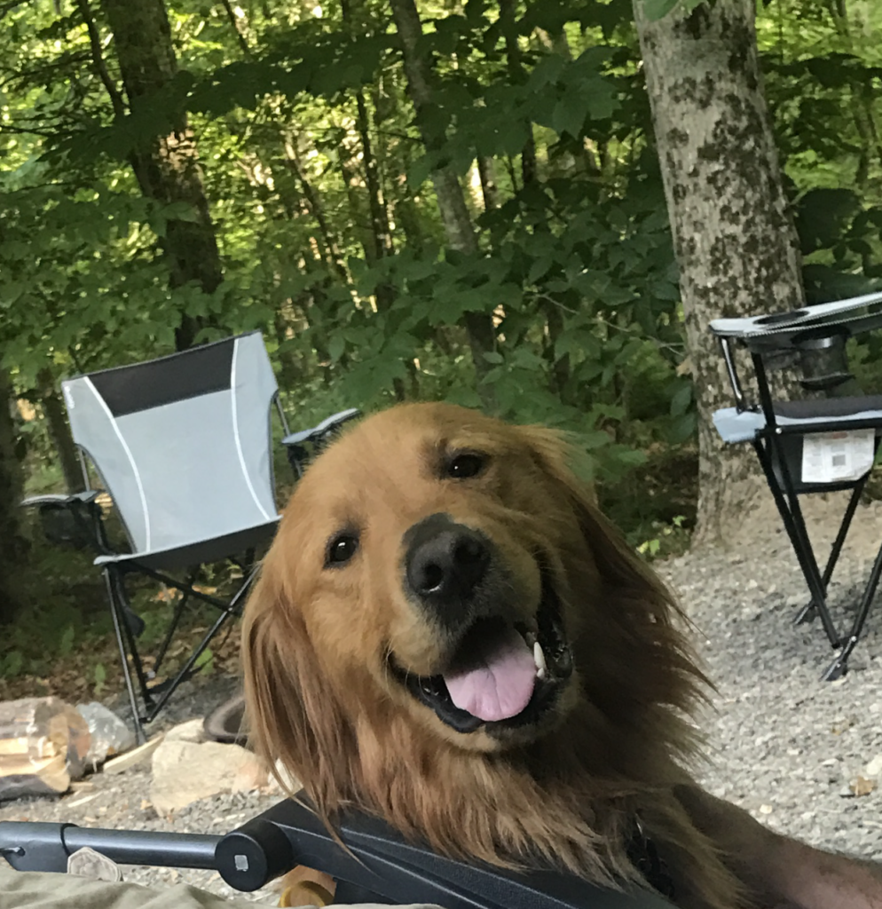 Buddy Our Golden Retriever at North Pole Resorts