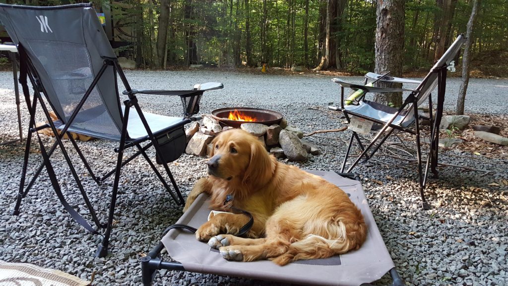 Buddy at Campsite using his dog bed