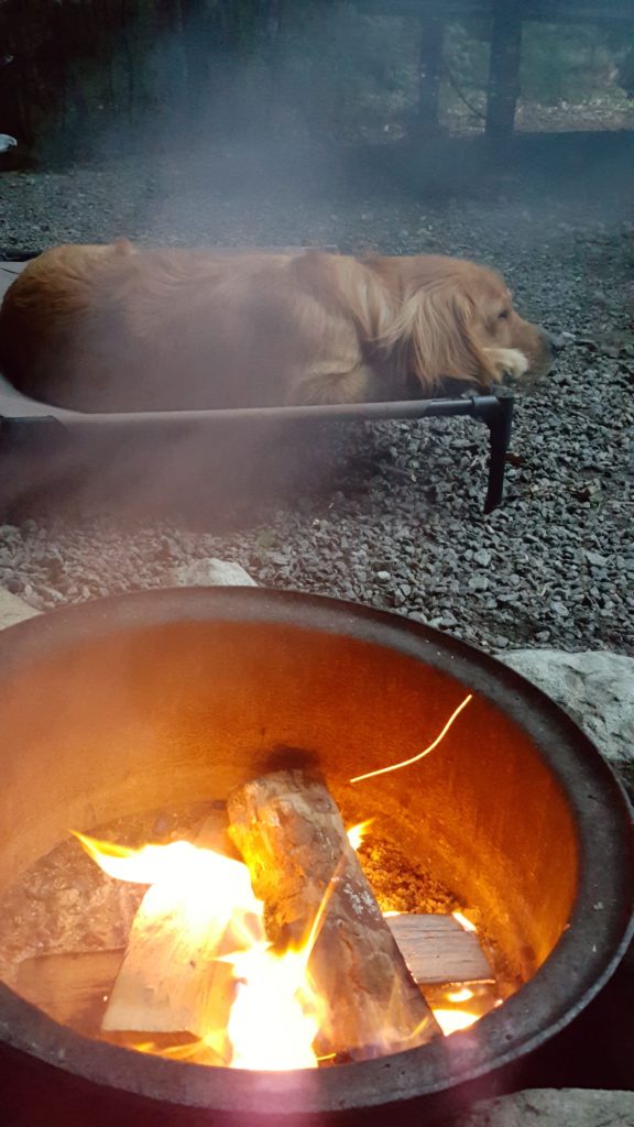 golden retriever by campfire at North Pole Resorts