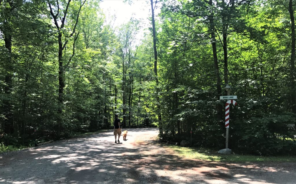 Walking golden retriever at 100 Acres Woods North Pole Resorts