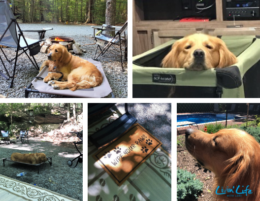 Buddy using his pet cot and travel crate and the welcome mat