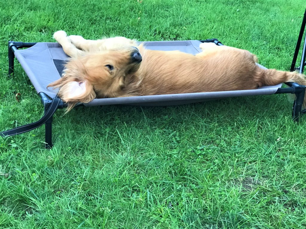 Golden retriever on a camp bed at campground