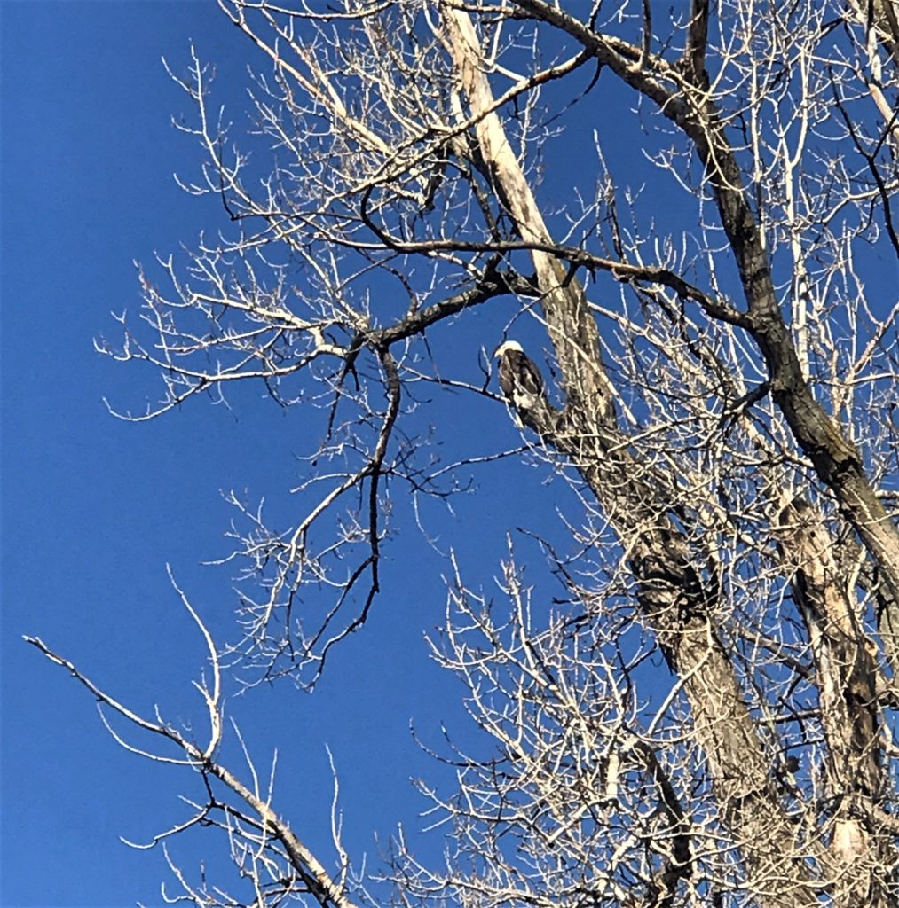 Bald Eagle at Loess Bluffs