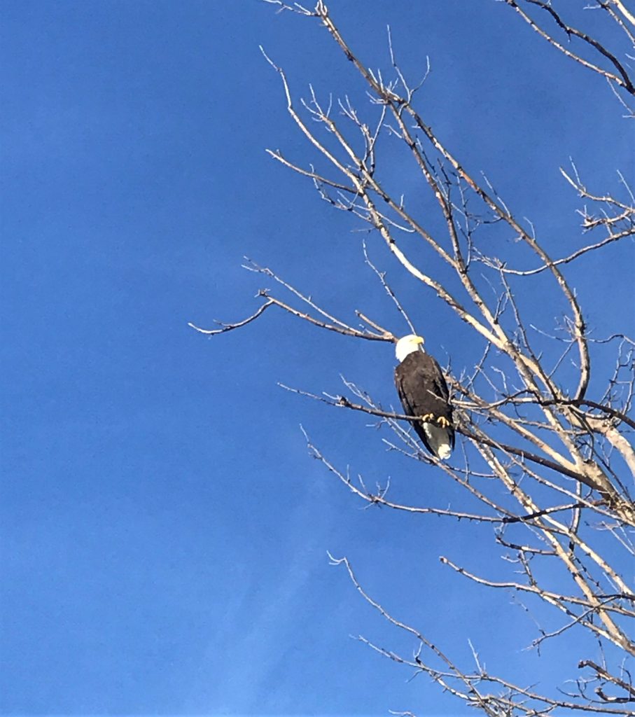 Bald Eagle at Loess Bluffs Refuge