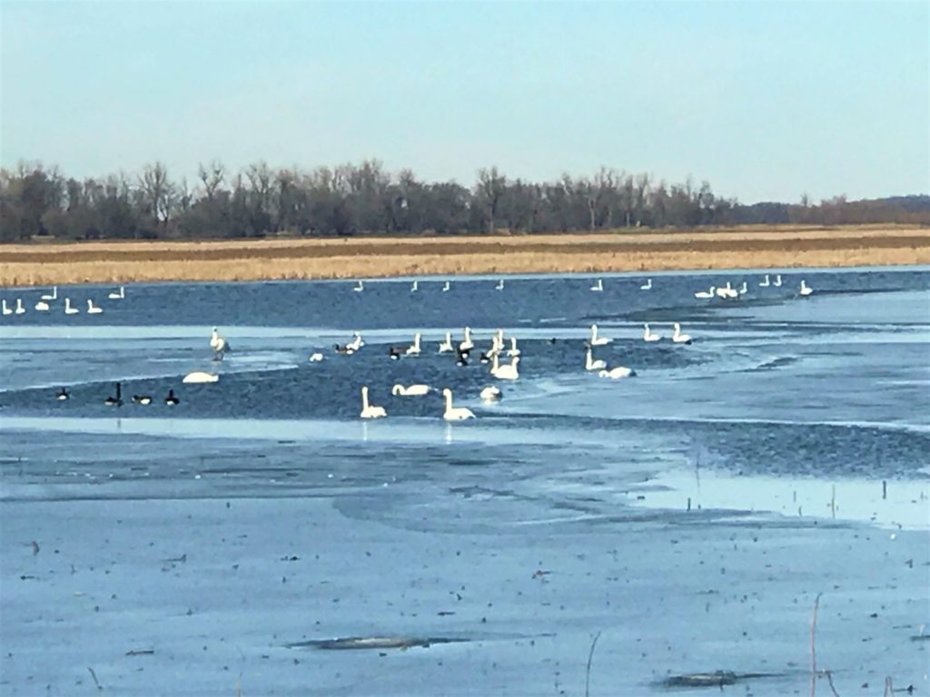 Geese at Loess Bluffs Refuge