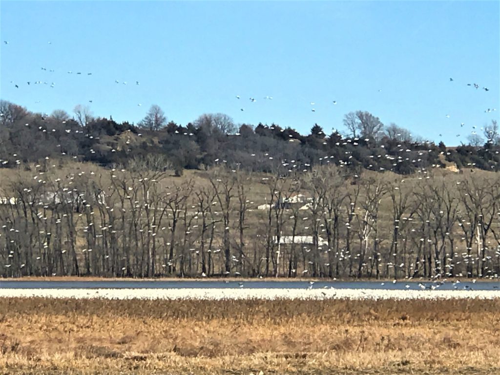 Hundreds of Geese at Loess Bluffs
