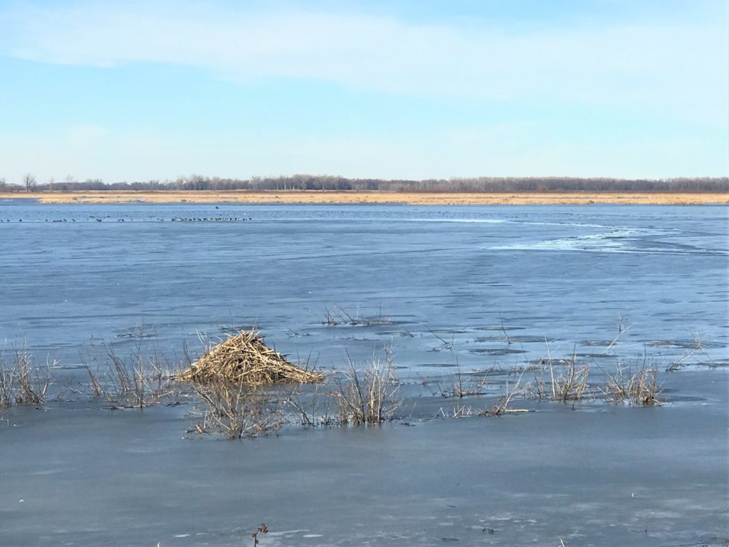 Loess Bluffs Wetlands