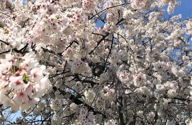 Beautiful Cherry Blossoms in Washington DC