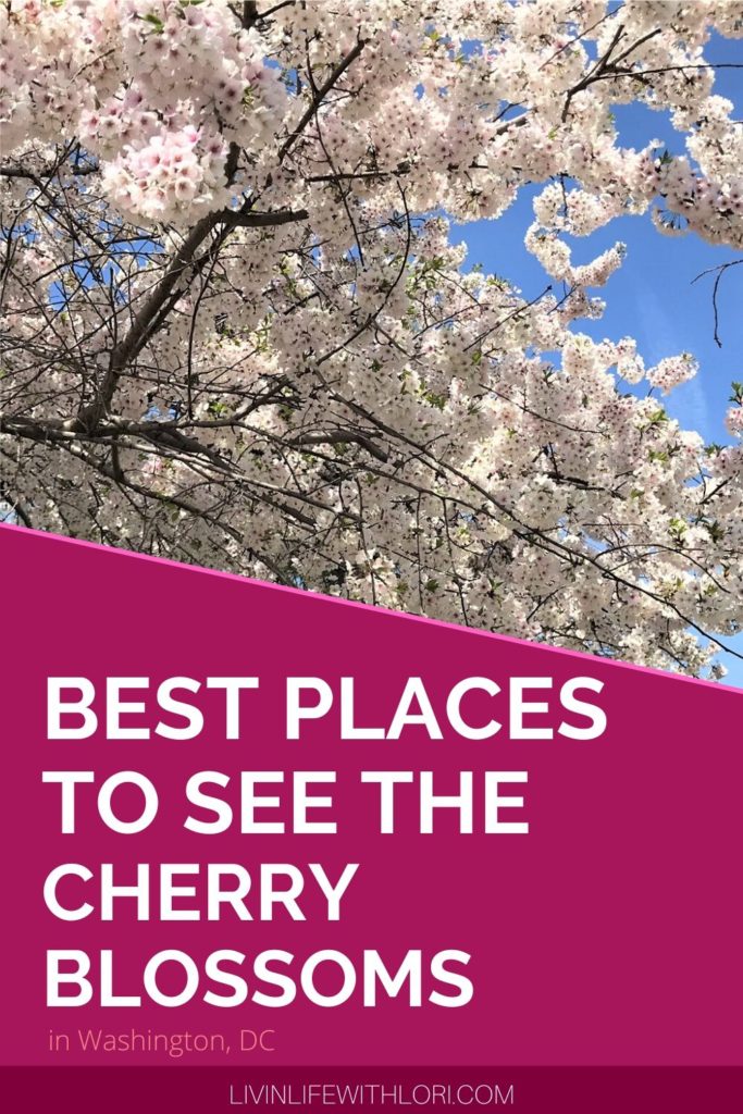 Where To See The Cherry Blossoms in Washington DC