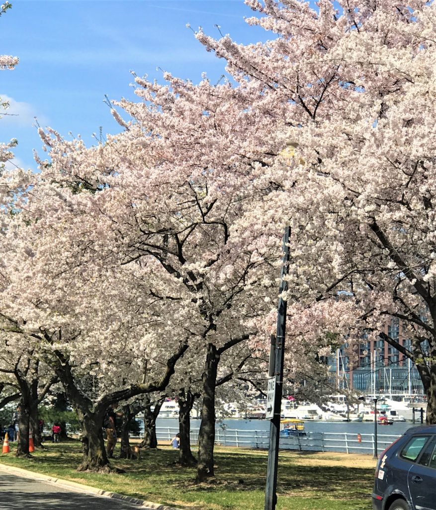 Cherry Blossoms in Washington DC