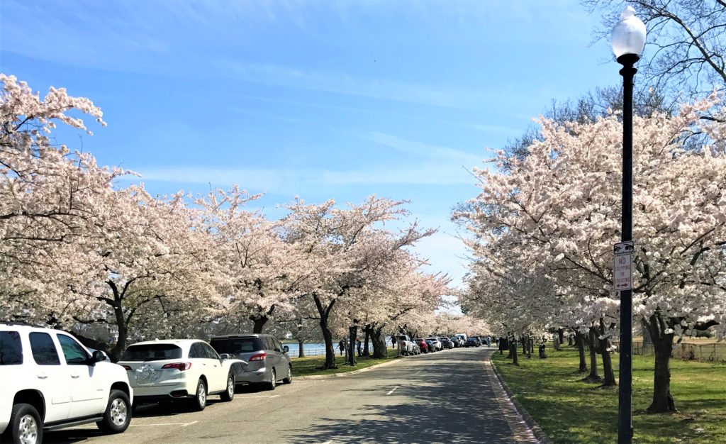 Parking available along the roadway at Haines Point Loop