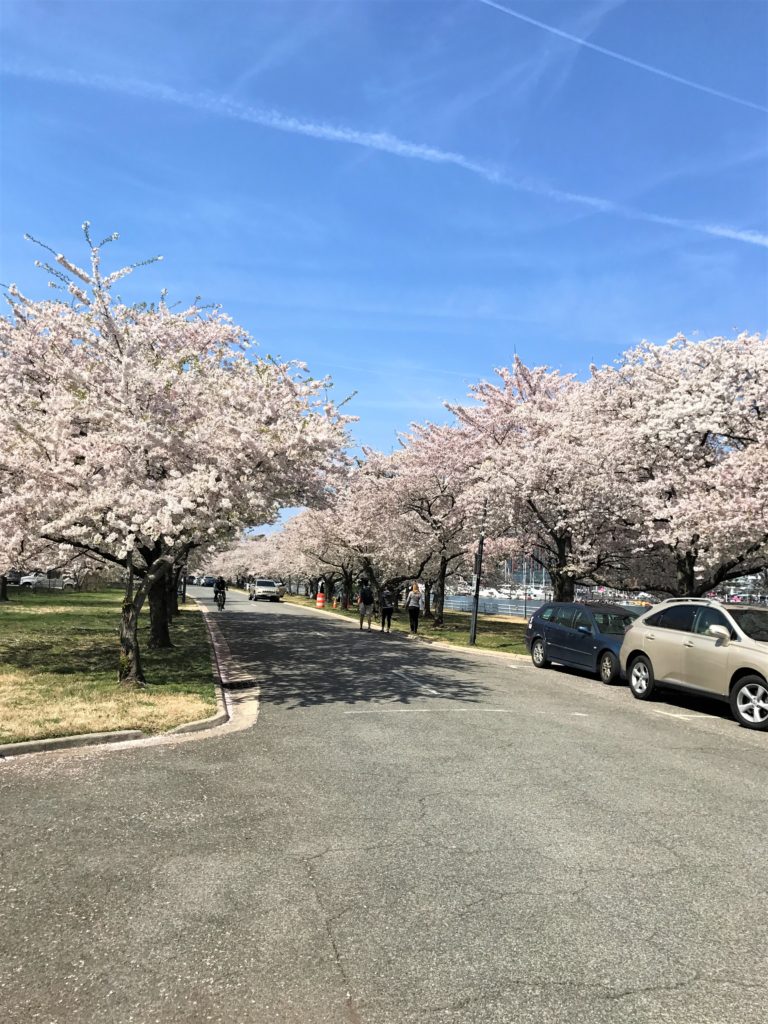 Haines Point Loop Trail Cherry Trees