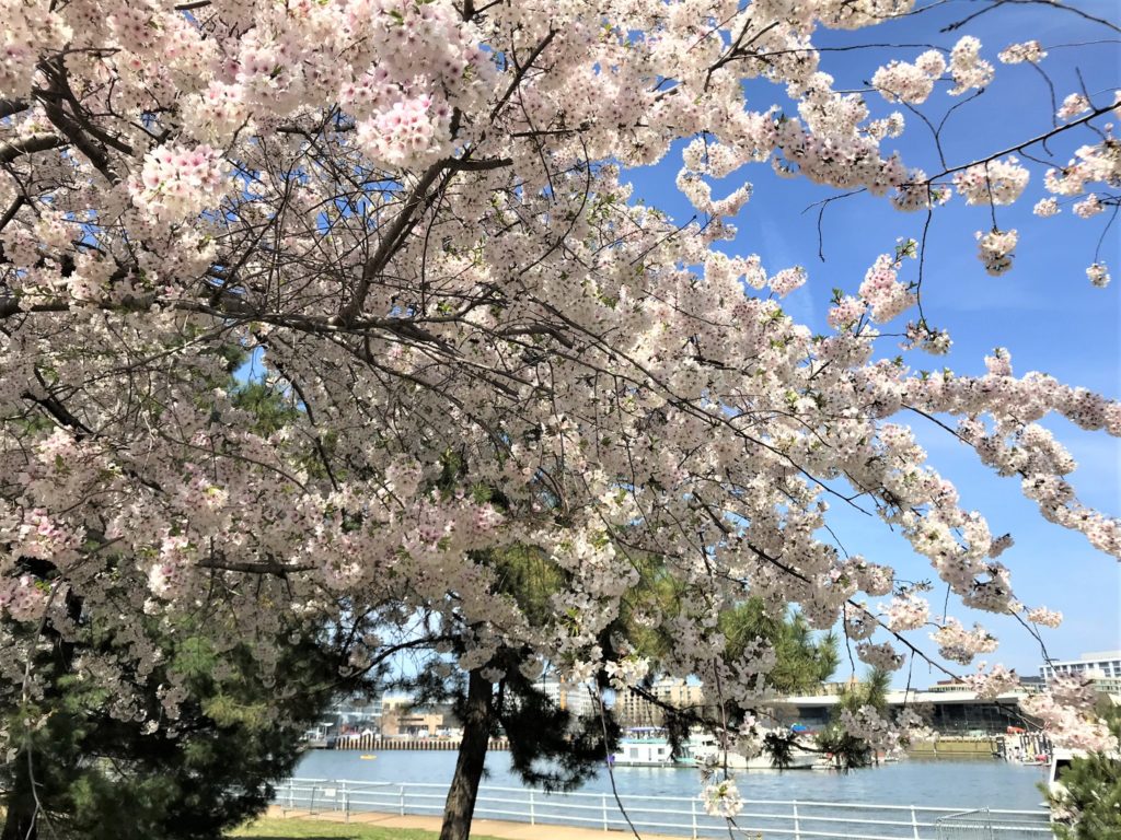 Through the Cherry Blossom Trees