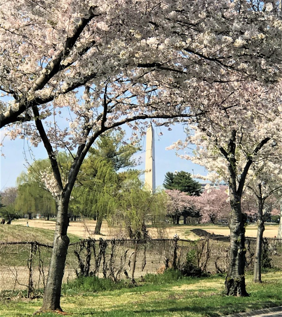 View of the Washington Monument through the Cherry Blossoms