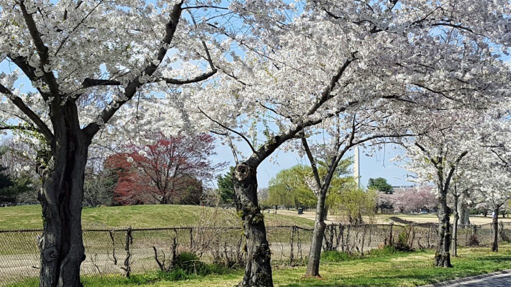 Washington Monument and Cherry Blossoms