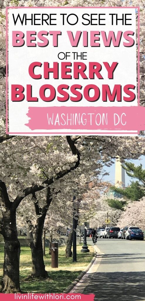 Cherry Blossom Tress Washington DC