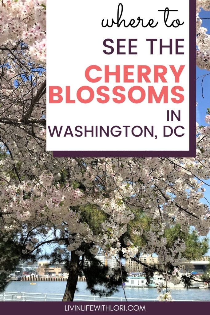 Cherry Blossoms in Washington DC