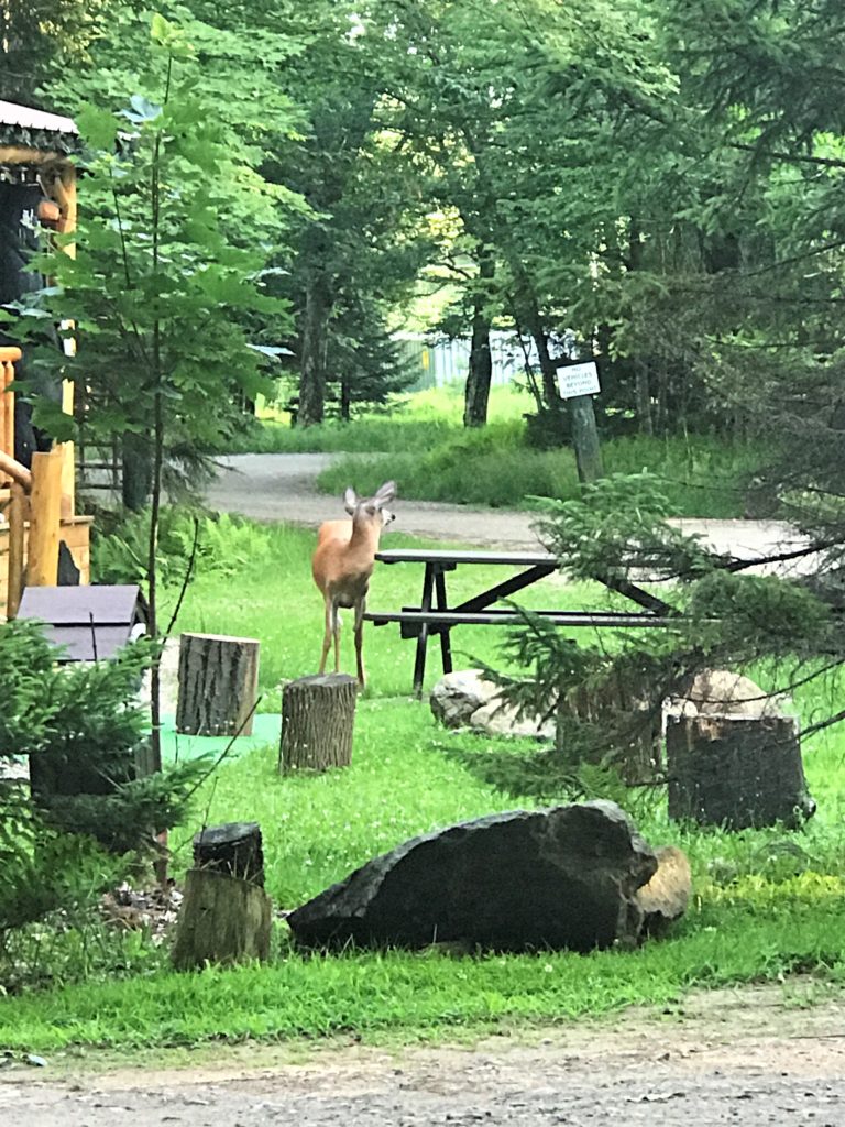 Wildlife at Old Forge Camping Resort