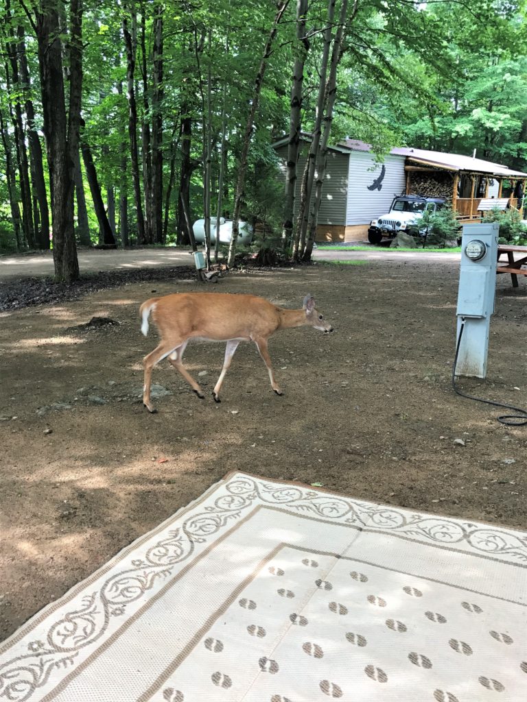 Deer walking through RV site at Old Forge Camping Resort