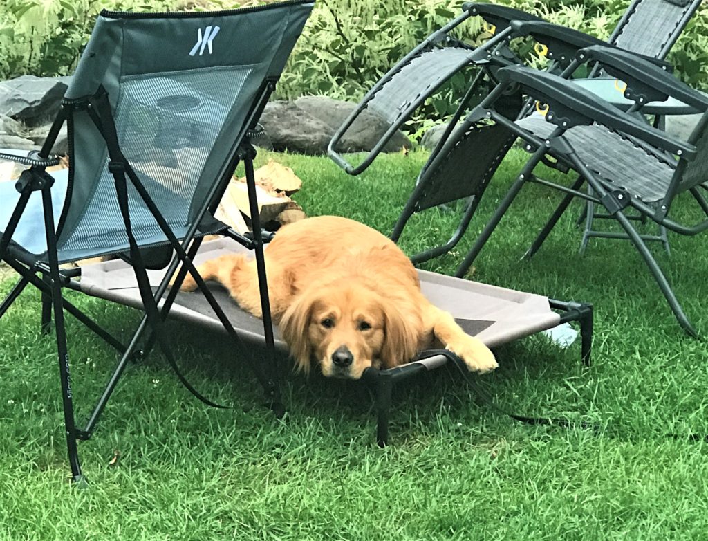 dog bed for camping