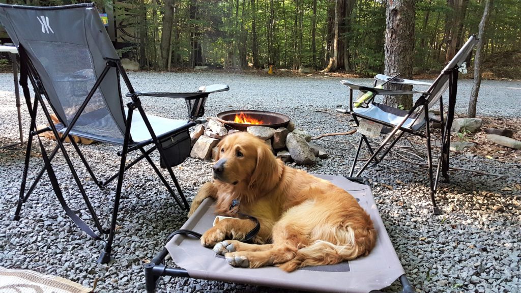 camping with dogs