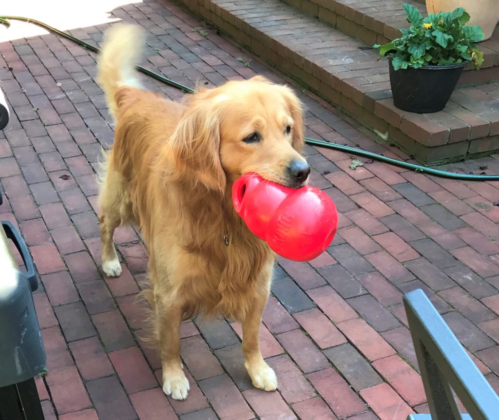 best dog toys for golden retrievers