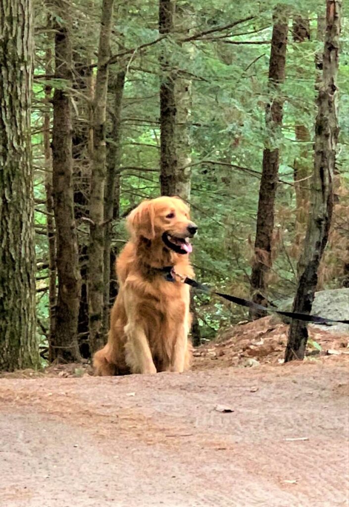 Buddy the Golden Retriever at Adirondack Camping Village