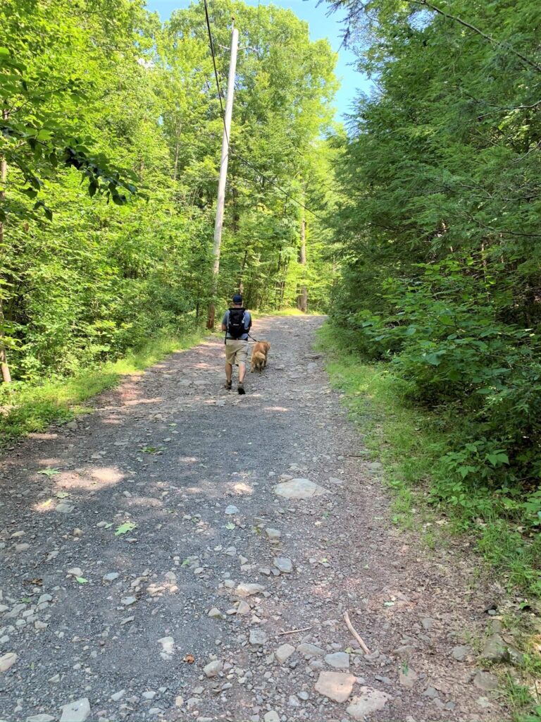 golden retriever hiking the Overlook Mountain Trail