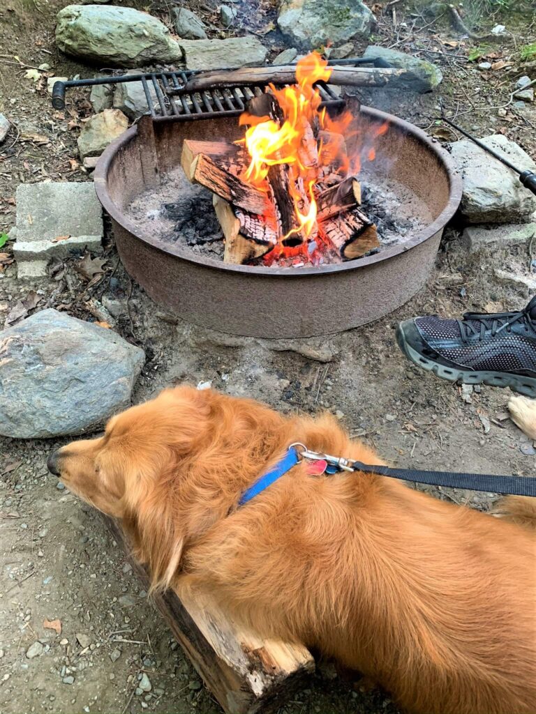 golden retriever by the campfire