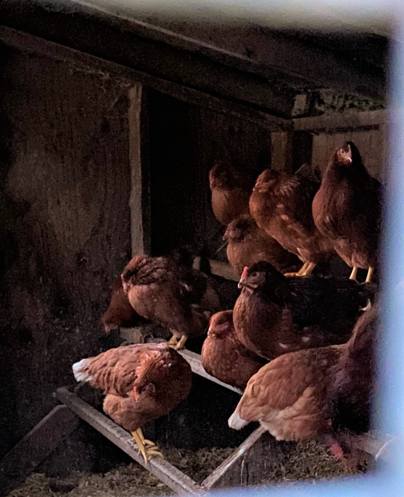 Chickens in the Chicken Coop at Bluemont General Store