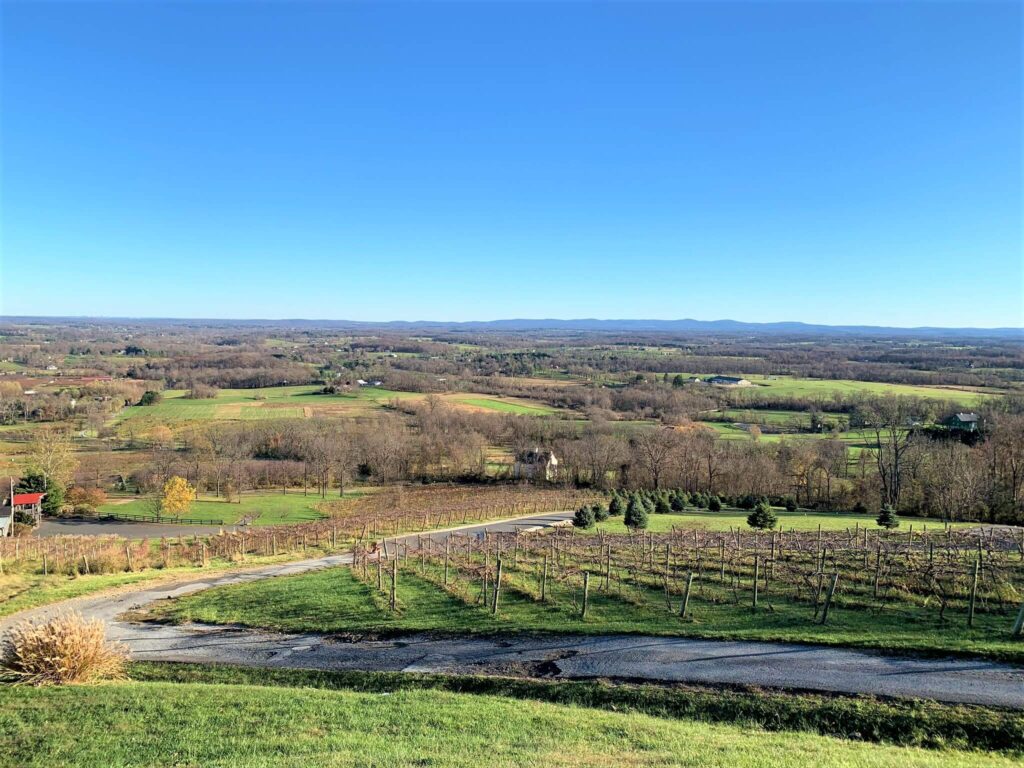 Vineyards at Bluemont Vineyard