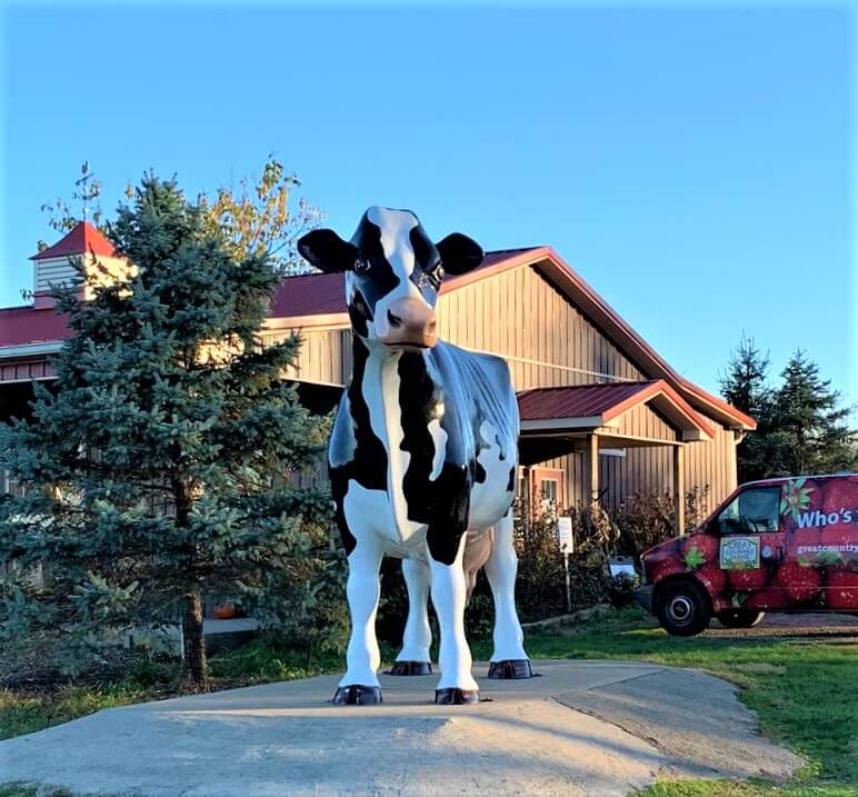 Cow at entrance to Great Country Farms