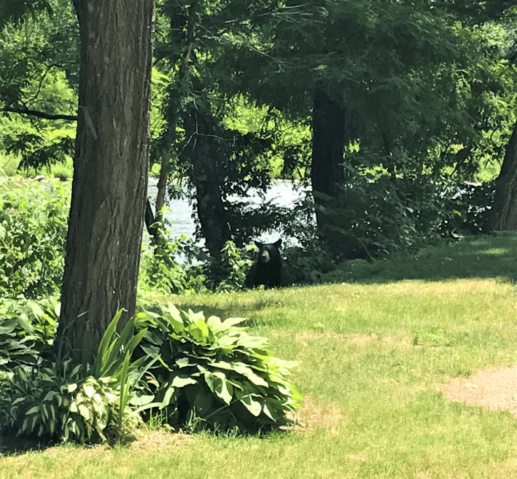 black bear at campground