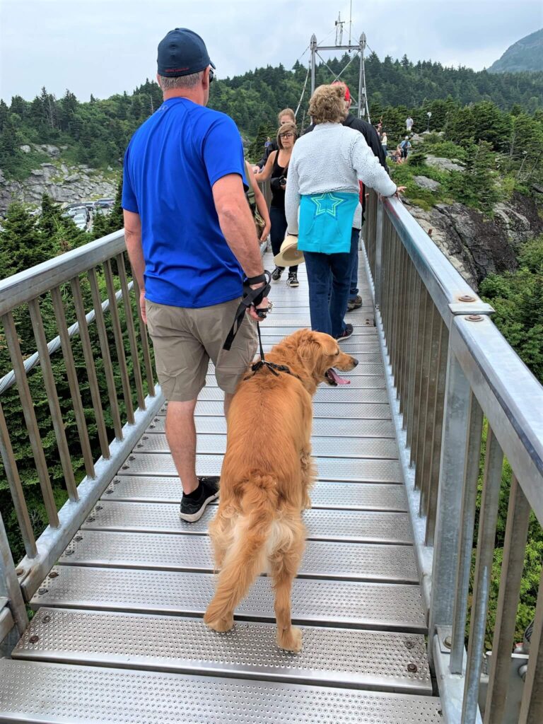 Golden Retriever Crossing The Swinging Bridge