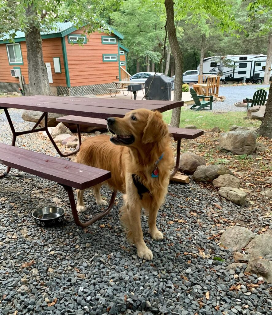 Buddy Golden Retriever at Site #31 Broadway Virginia KOA