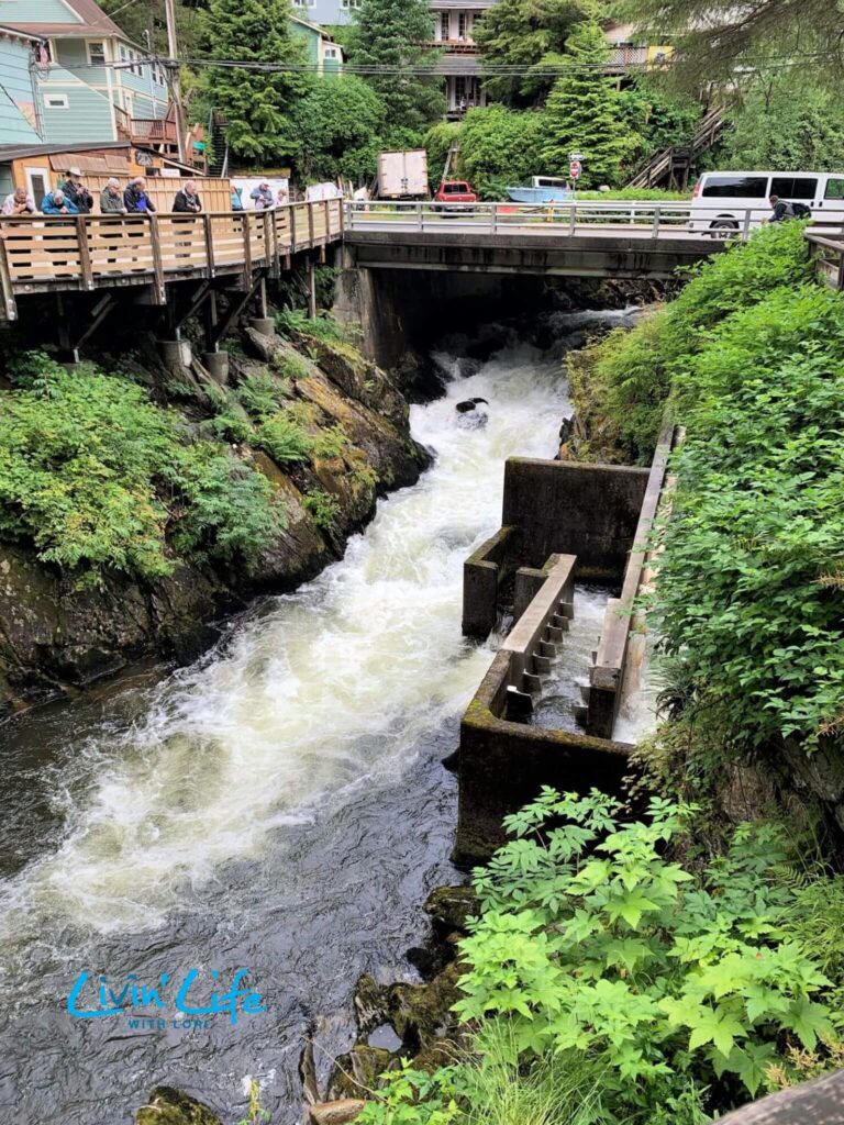 Salmon Ladder Ketchikan Creek