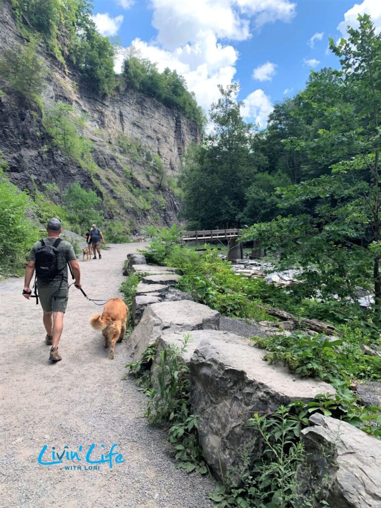 Golden Retriever on Gorge Trail to Taughannock Falls