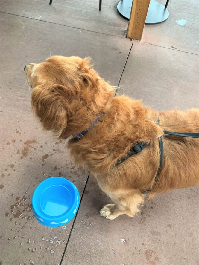 3 Fun Finger Lakes Wineries You Need To Visit And Are Dog Friendly