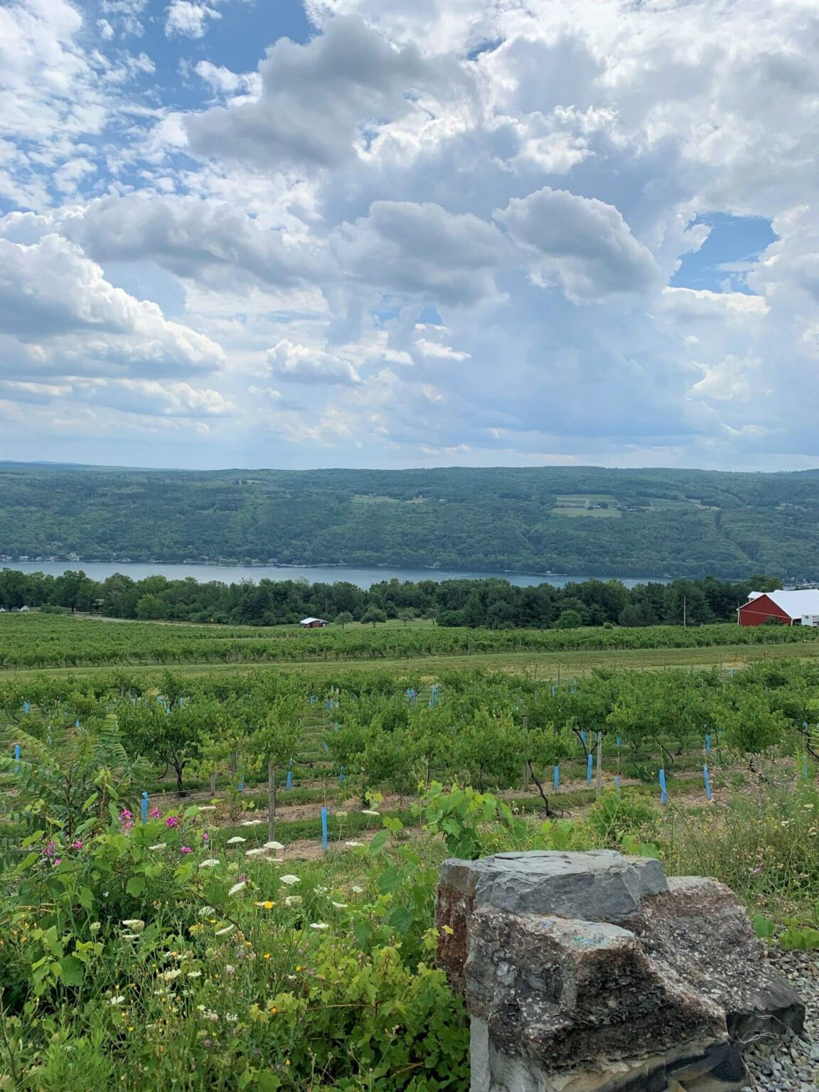 3 Fun Finger Lakes Wineries You Need To Visit – And Are Dog Friendly ...